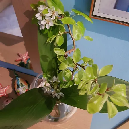 Affittacamere Bibi A Mare 3*