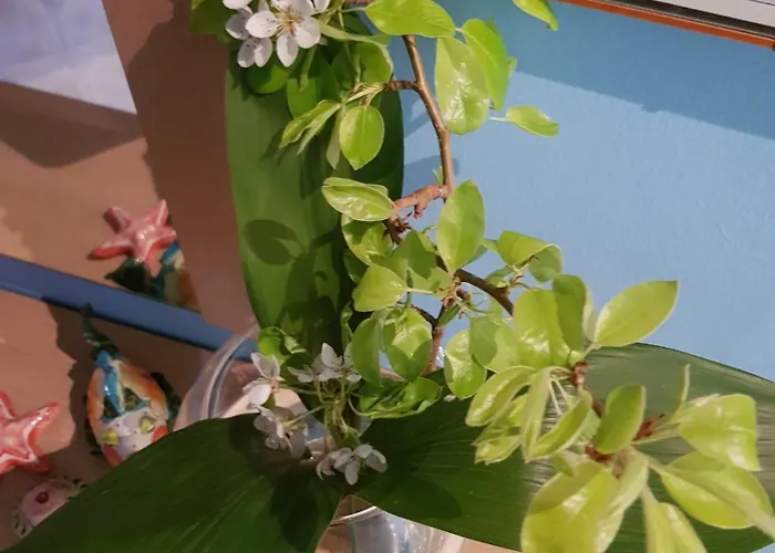 בית הארחה Bibi A Mare 3*