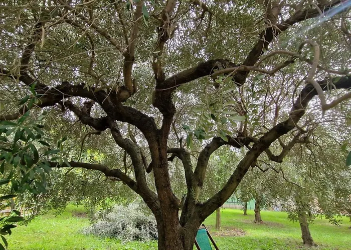 Bibi A Mare 3* פינאלה ליגורה