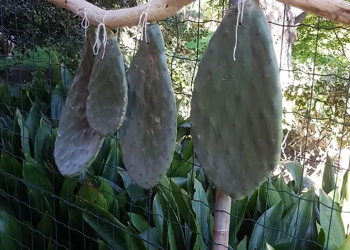 Pensionat Bibi A Mare 3*